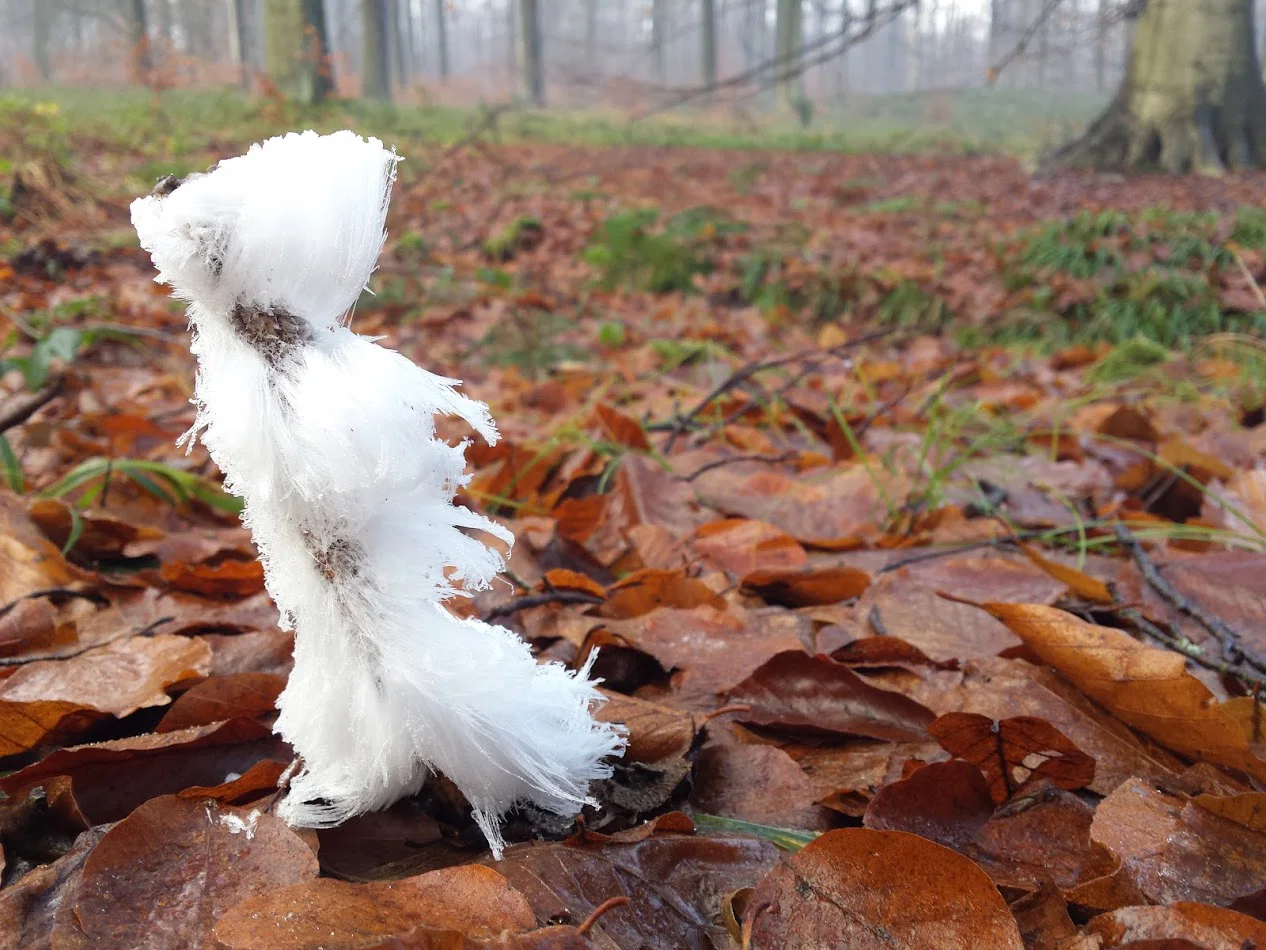 Fine white ice filaments curl from a short piece of wood on a leaf-covered forest floor.